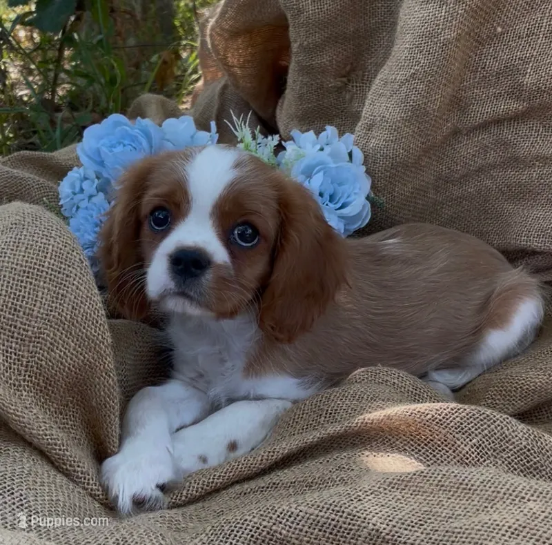 AKC Curly – Cavalier King Charles Spaniel puppy for sale in Fordland, MO