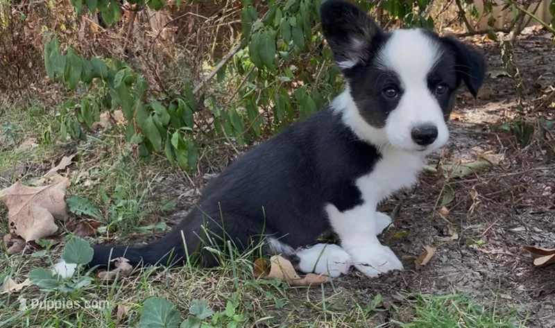AKC Jack – Cardigan Welsh Corgi puppy for sale in Fordland, MO