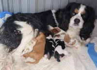 AKC Miss Alice, a female Cavalier King Charles Spaniel for sale in Fordland, MO – 7 of 8