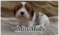 AKC Miss Molly, a female Cavalier King Charles Spaniel for sale in Fordland, MO – 2 of 9