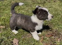 AKC WILL, a male Cardigan Welsh Corgi for sale in Fordland, MO – Photo 5 of 8