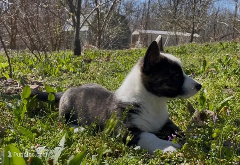 AKC WILL – Cardigan Welsh Corgi puppy for sale in Fordland, MO