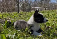 AKC WILL, a male Cardigan Welsh Corgi for sale in Fordland, MO – Photo 1 of 8