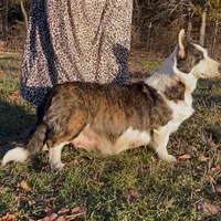 AKC WILL, a male Cardigan Welsh Corgi for sale in Fordland, MO – Photo 8 of 8
