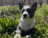 AKC WILL, a male Cardigan Welsh Corgi for sale in Fordland, MO – Photo 3 of 8