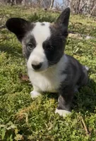AKC WILL, a male Cardigan Welsh Corgi for sale in Fordland, MO – Photo 6 of 8