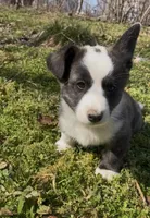 AKC WILL, a male Cardigan Welsh Corgi for sale in Fordland, MO – Photo 4 of 8