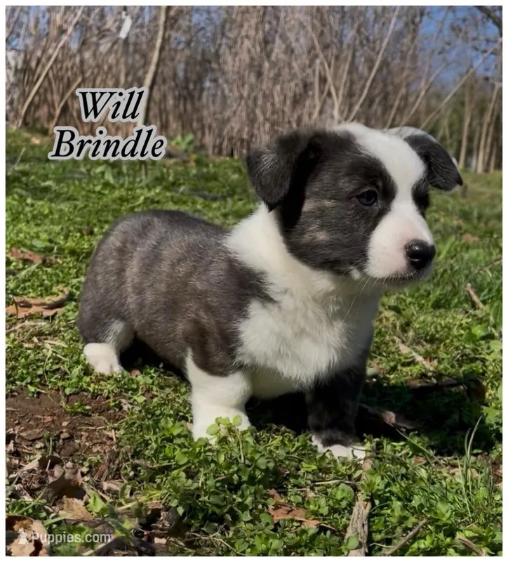 AKC WILL – Cardigan Welsh Corgi puppy for sale in Fordland, MO