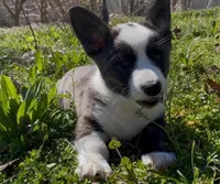AKC WILL, a male Cardigan Welsh Corgi for sale in Fordland, MO – Photo 2 of 8