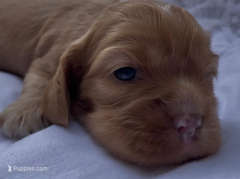 Noël – Cockalier puppy for sale in Fordland, MO