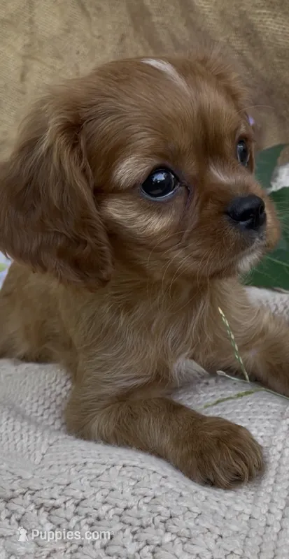 AKC Moe – Cavalier King Charles Spaniel puppy for sale in Fordland, MO