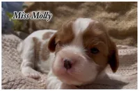 AKC Miss Molly, a female Cavalier King Charles Spaniel for sale in Fordland, MO – 7 of 9