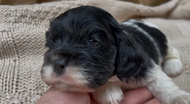 Zoë – Cockalier puppy for sale in Fordland, MO