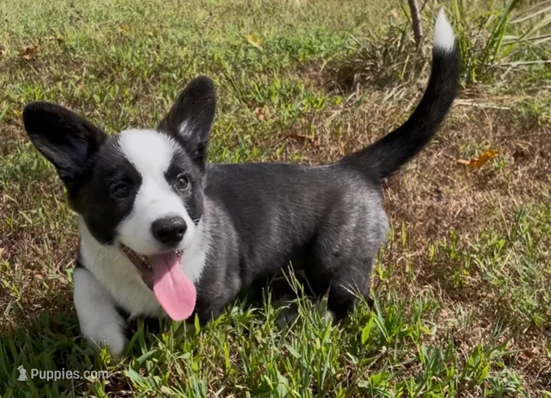 AKC Elizabeth  – Cardigan Welsh Corgi puppy for sale in Fordland, MO