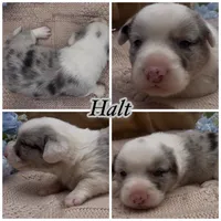 AKC HALT, a male Cardigan Welsh Corgi for sale in Fordland, MO – Photo 1 of 3