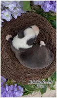AKC Jane, a male Cardigan Welsh Corgi for sale in Fordland, MO – 2 of 5