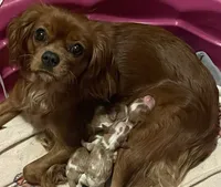 AKC Curly, a male Cavalier King Charles Spaniel for sale in Fordland, MO – 4 of 7