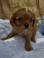 AKC Moe, a male Cavalier King Charles Spaniel for sale in Fordland, MO – 5 of 9