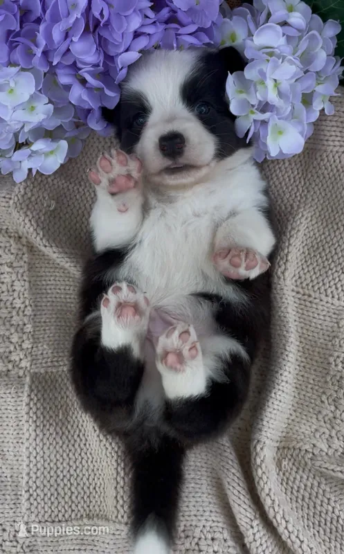 AKC Jack – Cardigan Welsh Corgi puppy for sale in Fordland, MO