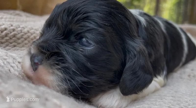 Zoë – Cockalier puppy for sale in Fordland, MO