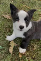 AKC Jane, a female Cardigan Welsh Corgi for sale in Fordland, MO – 4 of 8