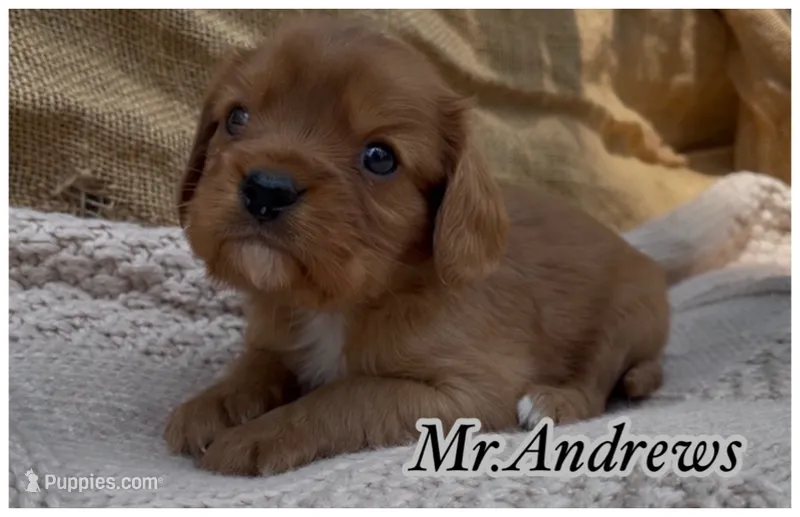 AKC Mr. Andrews – Cavalier King Charles Spaniel puppy for sale in Fordland, MO