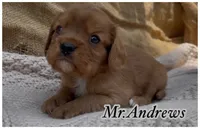 AKC Mr. Andrews, a male Cavalier King Charles Spaniel for sale in Fordland, MO – 1 of 10