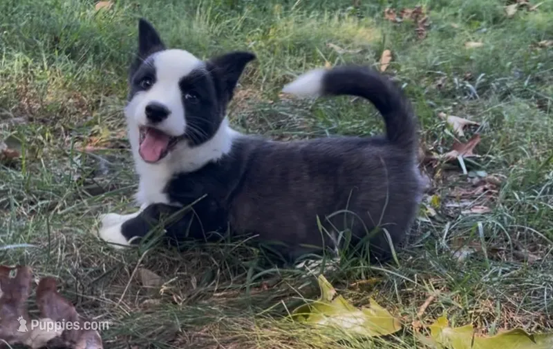 AKC Jane – Cardigan Welsh Corgi puppy for sale in Fordland, MO