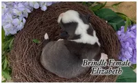 AKC Elizabeth , a female Cardigan Welsh Corgi for sale in Fordland, MO – 2 of 5