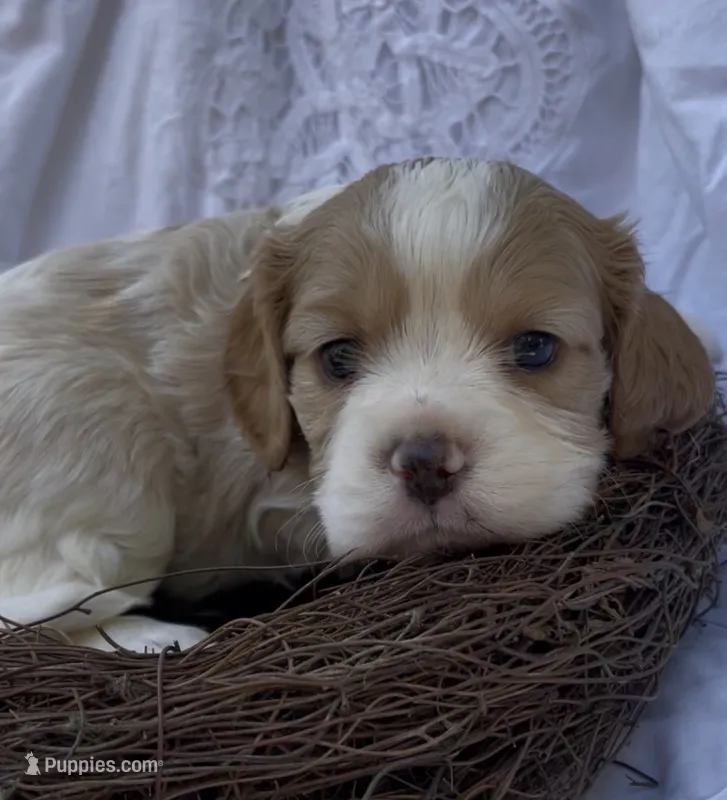 Maël – Cockalier puppy for sale in Fordland, MO