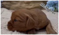 AKC Mr. Andrews, a male Cavalier King Charles Spaniel for sale in Fordland, MO – 7 of 10