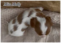 AKC Miss Molly, a female Cavalier King Charles Spaniel for sale in Fordland, MO – 3 of 9