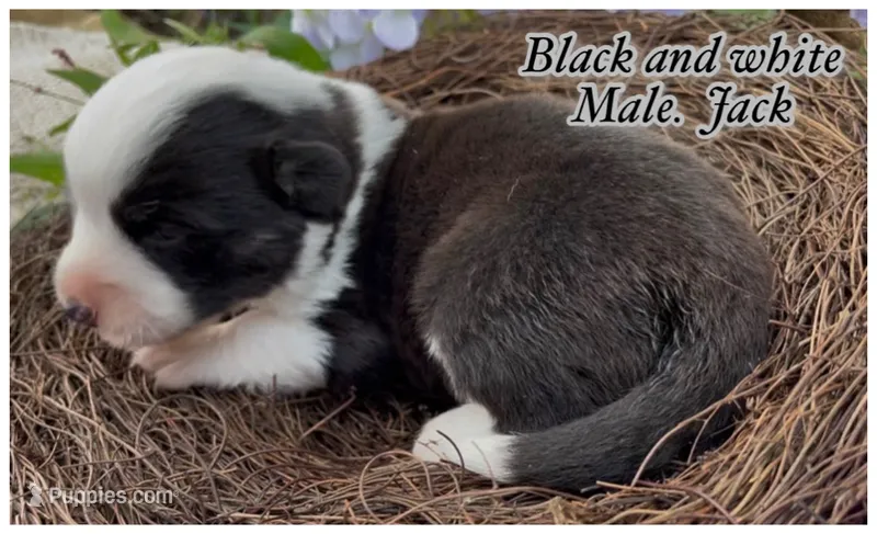 AKC Jack – Cardigan Welsh Corgi puppy for sale in Fordland, MO
