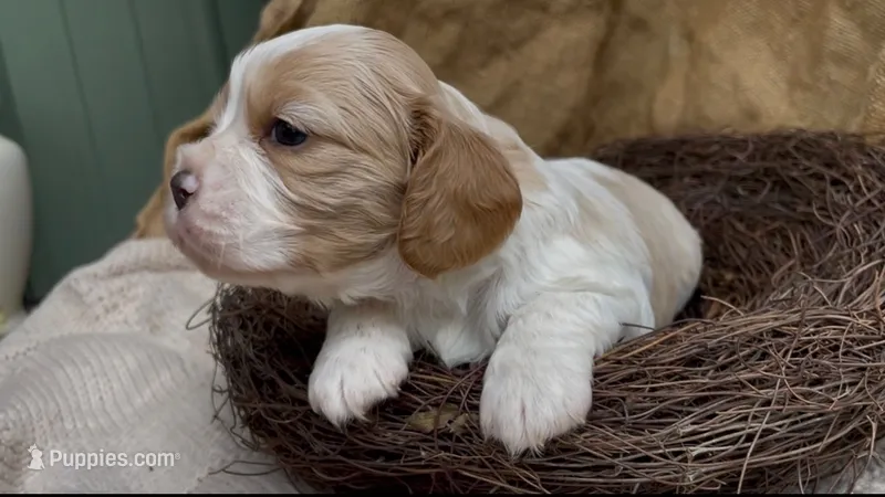 Maël – Cockalier puppy for sale in Fordland, MO