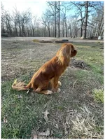 AKC Miss Molly, a female Cavalier King Charles Spaniel for sale in Fordland, MO – 9 of 9