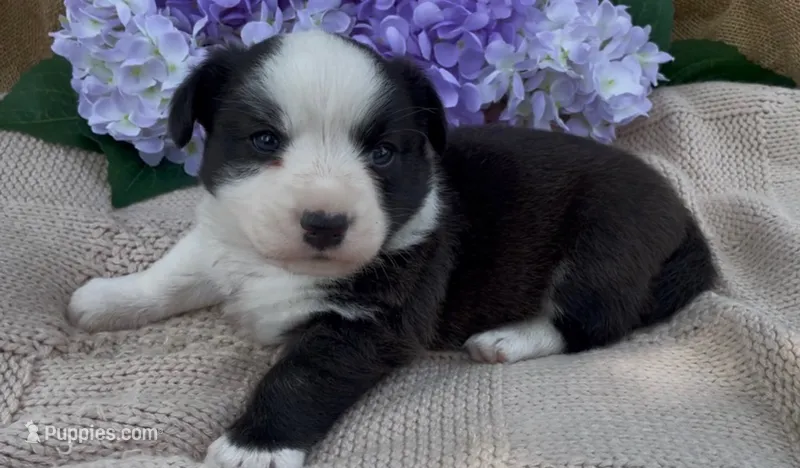 AKC Jane – Cardigan Welsh Corgi puppy for sale in Fordland, MO