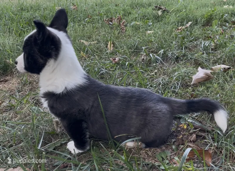 AKC Jane – Cardigan Welsh Corgi puppy for sale in Fordland, MO
