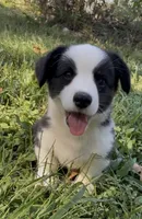 AKC Jack, a male Cardigan Welsh Corgi for sale in Fordland, MO – 3 of 9