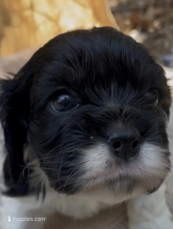 Zoë – Cockalier puppy for sale in Fordland, MO