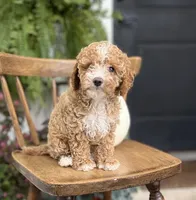Milo, a male Cockapoo for sale in Elnora, IN – 7 of 7
