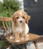 Milo, a male Cockapoo for sale in Elnora, IN – 4 of 7