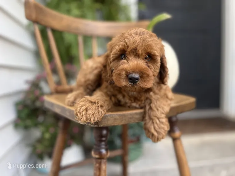 Macy – Cockapoo puppy for sale in Elnora, IN