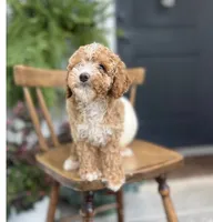 Milo, a male Cockapoo for sale in Elnora, IN – 6 of 7