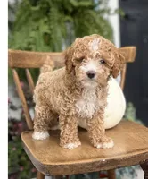 Milo, a male Cockapoo for sale in Elnora, IN – 5 of 7