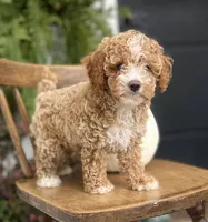 Milo, a male Cockapoo for sale in Elnora, IN – 3 of 7