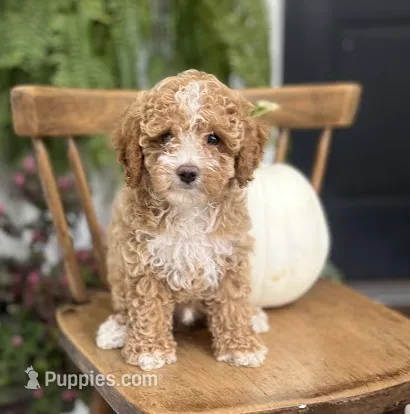 Milo – Cockapoo puppy for sale in Elnora, IN