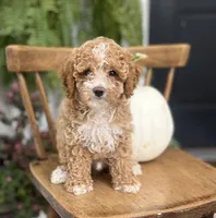 Milo, a male Cockapoo for sale in Elnora, IN – 1 of 7