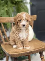 Milo, a male Cockapoo for sale in Elnora, IN – 2 of 7