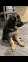 German shepherd, a male German Shepherd Dog for sale in Reseda, CA – 5 of 5