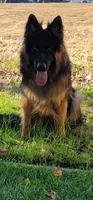 German shepherd, a male German Shepherd Dog for sale in Reseda, CA – 2 of 5